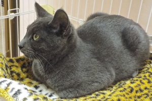 Picture of Mystic