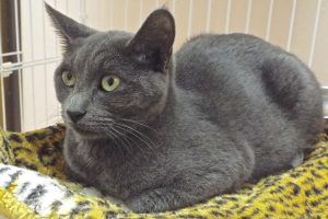 Picture of Mystic