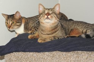 Picture of Paahk