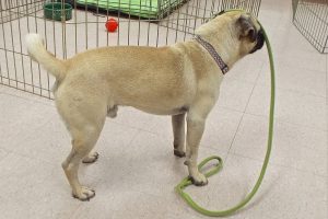Picture of Pugsley