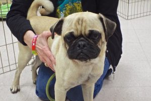 Picture of Pugsley
