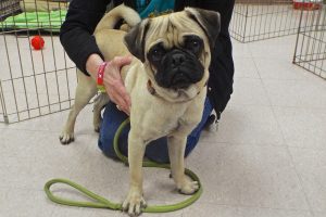 Picture of Pugsley