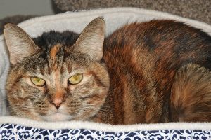 Picture of Pumpkin