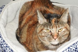 Picture of Pumpkin