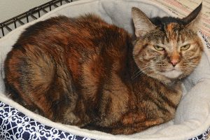 Picture of Pumpkin