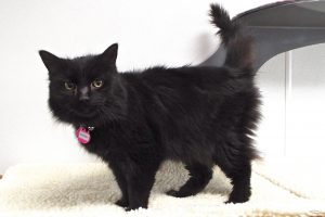 Picture of Raven