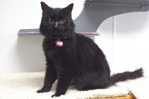 Picture of Raven