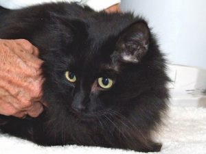 Picture of Raven
