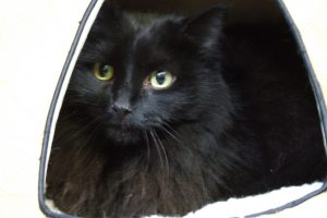 Picture of Raven