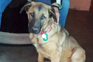 Picture of Riva