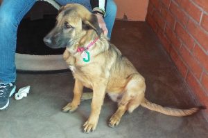 Picture of Riva