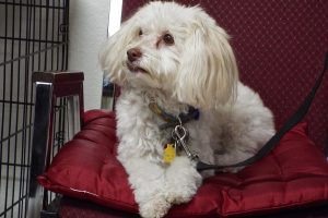 Picture of Sophie
