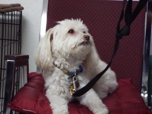 Picture of Sophie