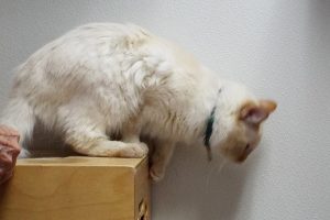 Picture of Yoda