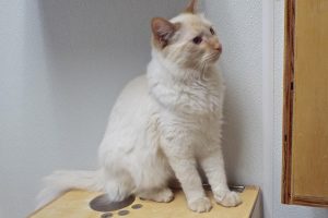 Picture of Yoda