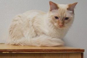 Picture of Yoda
