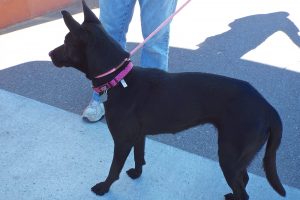 Picture of Zara