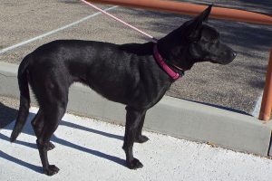 Picture of Zara