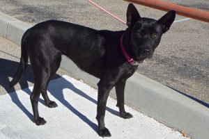 Picture of Zara