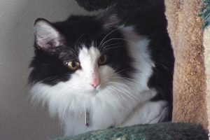 Picture of Amera