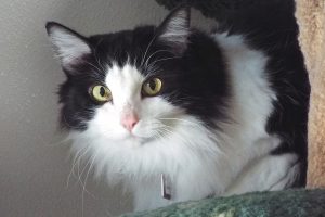 Picture of Amera