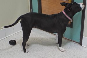 Picture of Athena