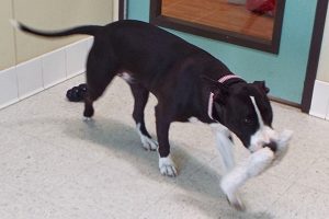 Picture of Athena