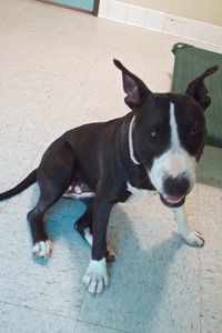 Picture of Athena