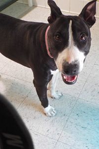Picture of Athena