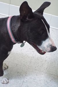 Picture of Athena