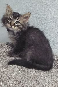 Picture of Bahama
