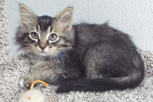 Picture of Bahama