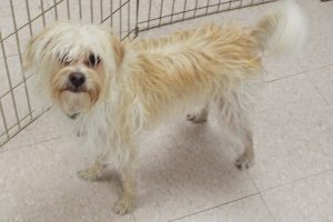 Picture of Biscuit