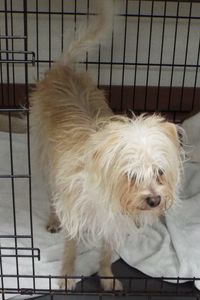 Picture of Biscuit