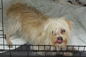 Picture of Biscuit