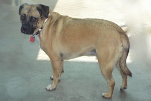 Picture of Buster