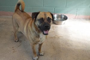 Picture of Buster