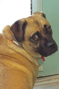 Picture of Buster