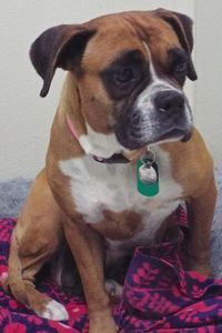 Picture of Cami