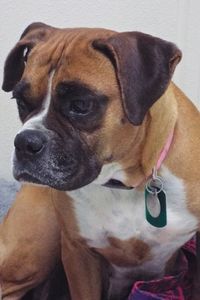 Picture of Cami