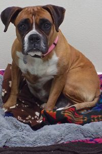 Picture of Cami