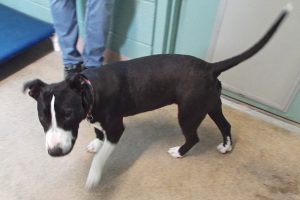 Picture of Athena