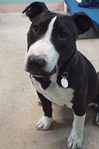 Picture of Athena