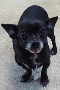 Picture of Chica
