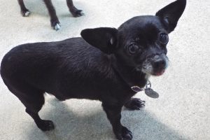 Picture of Chica