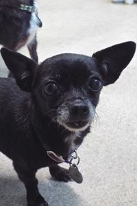 Picture of Chica