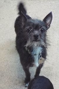 Picture of Chico