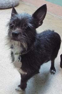Picture of Chico