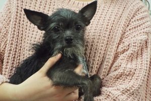 Picture of Chico