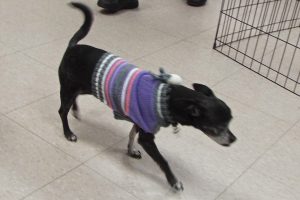 Picture of Chloe